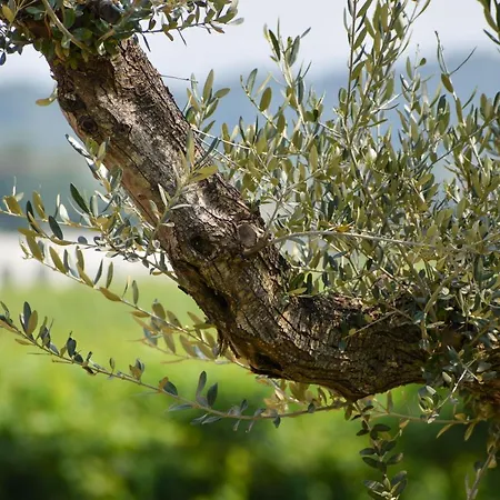 Bed & Breakfast Le Giale Castelnuovo del Garda