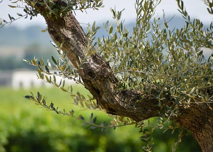 Bed and breakfast Le Giale Castelnuovo del Garda